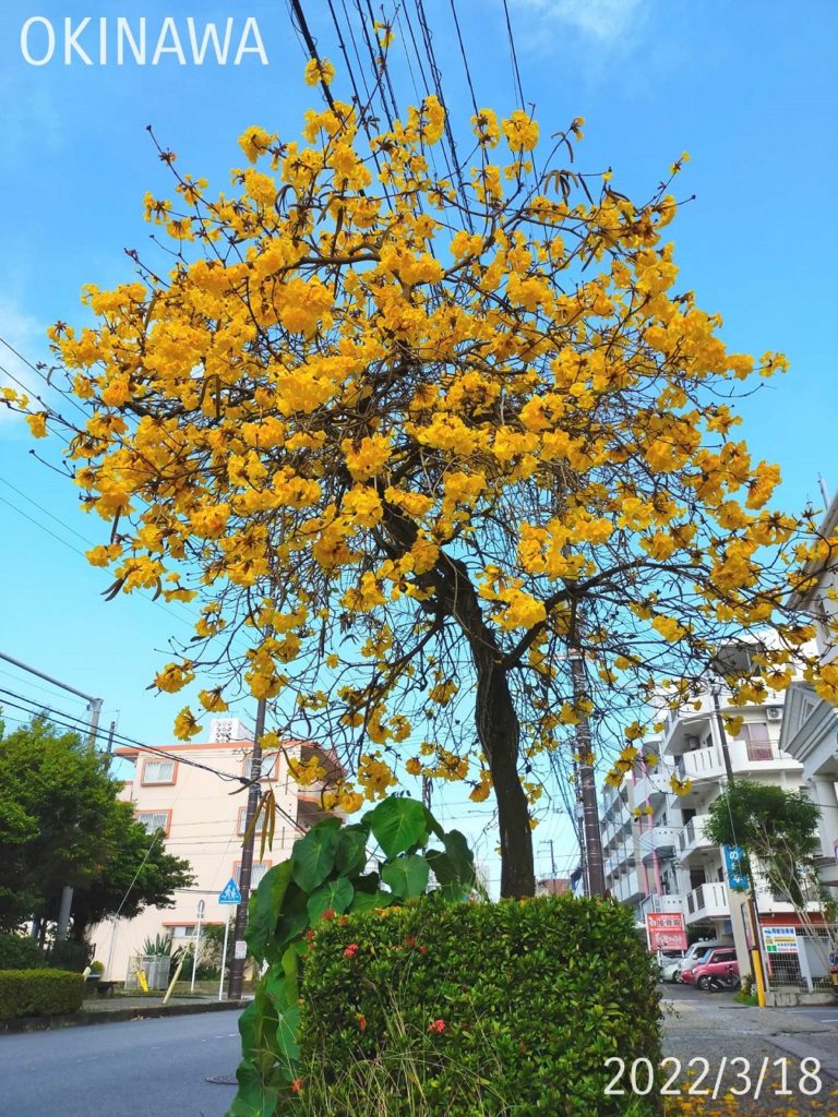 2022-3-18 咲き誇るイエロー 木 | 株式会社JOBBANK 