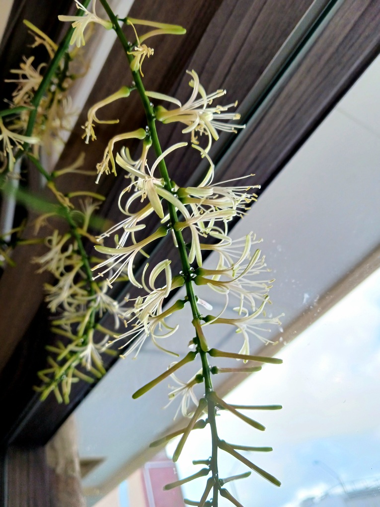 「枝より花を頑張りたいんです」