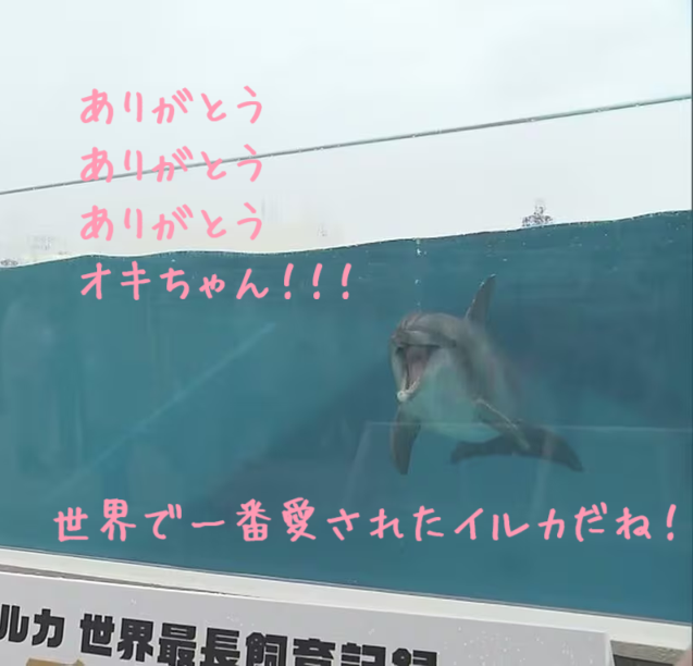 世界で一番愛されたミナミバンドウイルカ