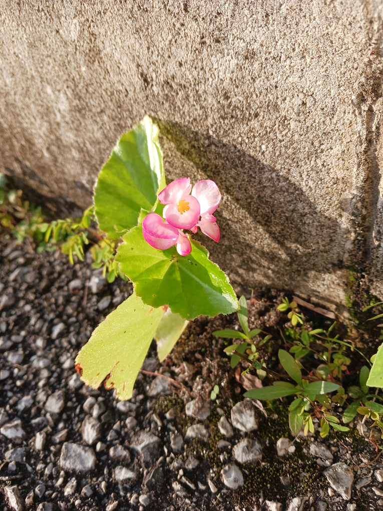 しあわせこぼれ