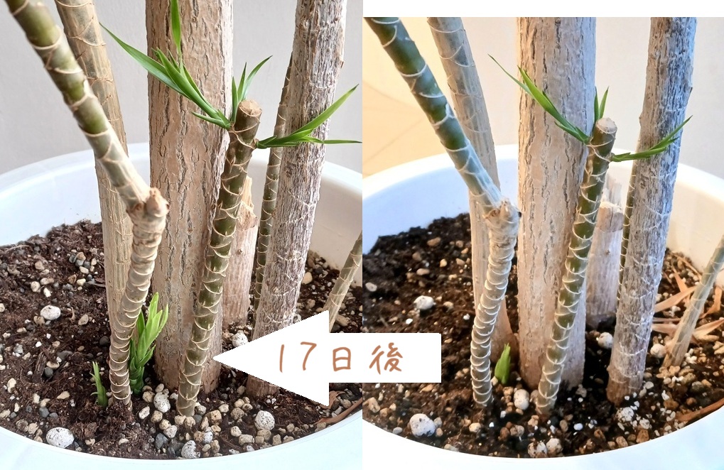 成長目覚ましい＠植物